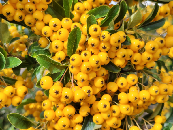 Pyracantha Soleil d'Or Blüte Hummel